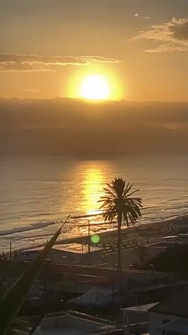 A vertical video captures a serene coastal sunrise. The sun, a bright orb, sits just above the horizon, casting a golden, shimmering path across the calm sea. Wispy clouds are scattered across the sky, tinged with the warm hues of dawn. In the mid-ground, a solitary palm tree stands silhouetted against the glowing sky, its fronds a dark contrast to the light. Below the tree, a beach lined with umbrellas stretches along the coastline, suggesting a resort or populated area. The foreground features the tops of buildings and some foliage, providing a sense of looking down on the scene from an elevated vantage point. There are no people visible in the video. The overall atmosphere is peaceful and tranquil, highlighting the beauty of a new day breaking over the ocean.