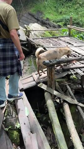 A person wearing a green t-shirt and blue jeans stands on a wooden walkway, facing away from the camera. They have a plaid shirt tied around their waist and a black bag slung over their shoulder. To their right, a light brown dog walks across a rickety bamboo bridge. The bridge is in disrepair, with broken planks and a railing made of bamboo poles. The surrounding environment is lush and green, with trees and foliage covering the sides of a rocky ravine. A small stream flows beneath the bridge. The lighting suggests it is daytime, possibly overcast.