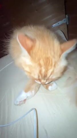 A fluffy orange cat grooms itself on a light-colored surface, possibly a mattress. The cat is facing away from the camera, with its head tucked down as it licks its paw. Its fur is long and appears somewhat messy. In the background, a wooden surface with hinges suggests it may be a door or a cabinet. A white cable lies on the surface in the foreground. The lighting is dim, with some red lights visible in the background.