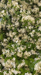 Flowering wall with white blooms, red roses documented Italy