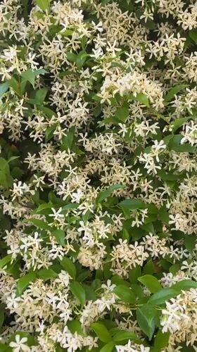 Flowering wall with white blooms, red roses documented Italy