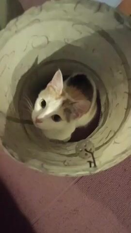 A calico cat is inside a cylindrical fabric tunnel. The tunnel is light green with a swirling pattern and has an opening at either end. The cat is white with patches of orange and brown. It is looking at the camera with its head tilted slightly. In the last frame, the cat tucks its head down. The floor is a reddish-purple carpet.
