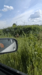 Passenger records rural Russian countryside from moving vehicle