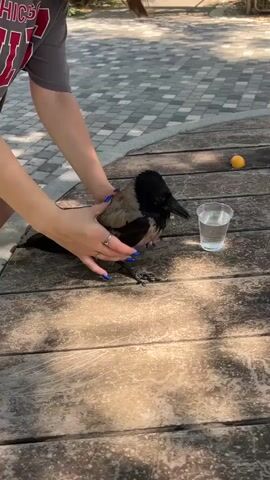 A person is holding a crow by its wings and body with their hands. The crow is standing on a wooden surface, and its beak is in a clear plastic cup filled with water. The person's fingers are around the crow's body, and their fingernails are painted blue. There is a small orange ball on the wooden surface to the right of the crow. The background shows a paved area with a pattern of gray and white tiles and some greenery. The lighting suggests it is daytime.