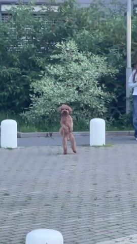 A small, brown poodle stands on its hind legs in a paved outdoor area. The dog is facing forward with its front paws held up. Behind the dog is a dense green bush with white variegated leaves. Two white bollards are visible on either side of the dog. The ground is paved with interlocking gray bricks. The lighting suggests it is daytime.