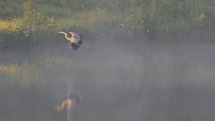 Heron observed in misty dawn wetland near Radnevo, Bulgaria