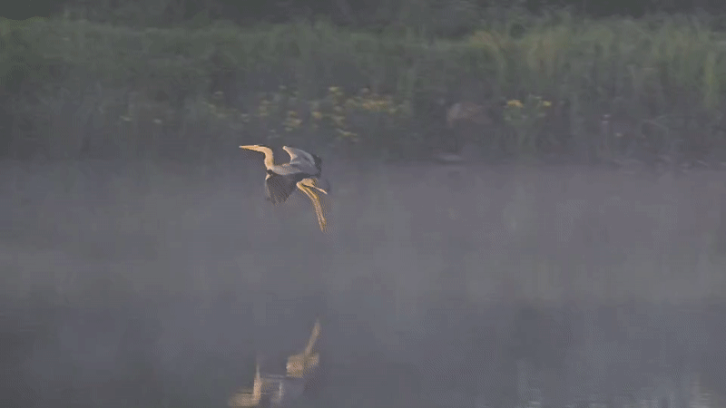 Heron observed in misty dawn wetland near Radnevo, Bulgaria
