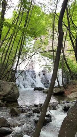 The video shows a waterfall in a forest.  The waterfall is multi-tiered and the water is flowing rapidly over rocks. The surrounding forest is lush with green foliage and tall, slender trees.  The video is taken from a low angle, looking up at the waterfall through the trees. The sound of rushing water can be heard. The camera pans to the right and then the video ends.