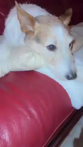 Here's a description of the video:

A dog with white and brown fur is resting on a red leather couch. The dog is lying on a white, fluffy blanket and has its head resting on what appears to be a pillow or rolled-up blanket. The dog initially has its eyes closed, but then opens its eyes slightly and looks around before closing them again.  The background is out of focus, but the scene seems to be indoors.