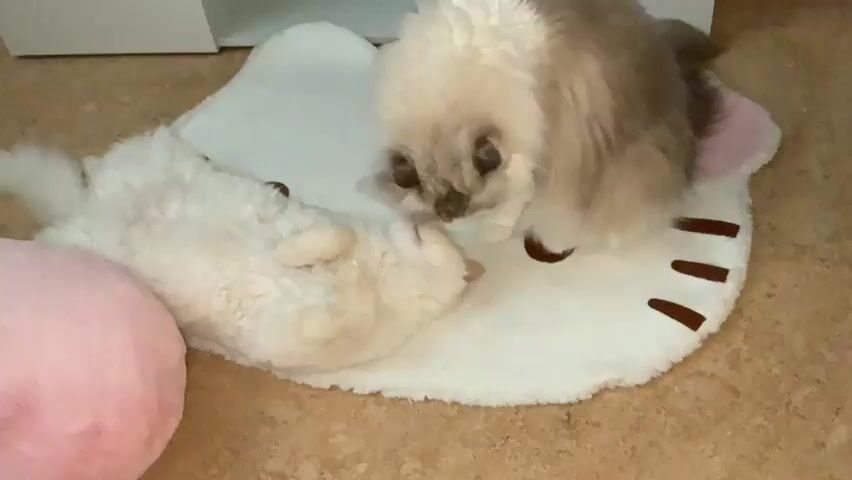 Two fluffy cats are on a white Hello Kitty-shaped rug. One cat is lying on its back, appearing to be playing or grooming itself. The other cat is positioned over the first cat, sniffing or gently interacting with it. A pink fuzzy object is visible to the left of the rug. The rug is on a floor that appears to be tiled or linoleum. The background is out of focus but suggests an indoor setting with a white piece of furniture.