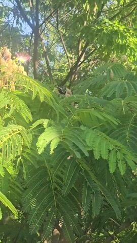A butterfly with black and white markings rests on lush green leaves. The scene is set amidst trees, with a hint of pink flowers visible on the left, suggesting a garden or park setting. Sunlight filters through the leaves, indicating it is daytime, likely late morning or early afternoon given the brightness. The overall mood is peaceful and natural. There is no visible text in the media file.