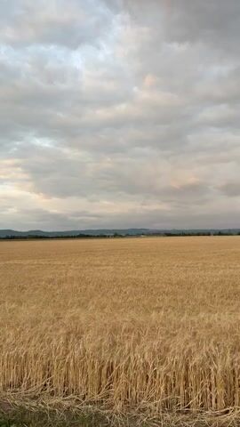This is a vertical video with no audio. The scene opens on a vast field of dry, golden wheat under a cloudy sky. The clouds are thick and varied in shade, with some lighter patches and hints of pink as if from a distant sunset. In the distance, a line of hills forms the horizon, topped with trees. As the video progresses, several wind turbines become visible on the crest of the hills, their white blades stark against the grey sky. The camera slowly pans upwards, focusing more on the sky and the distant turbines, then pans back down slightly. The overall impression is a rural landscape during a cloudy day. There are no people or animals visible.