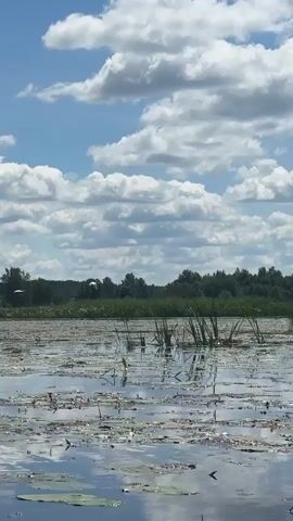 A body of water is seen with lily pads floating on the surface. Tall reeds grow in clumps on the water and a line of trees forms the background. The sky above is blue with scattered white clouds. The camera appears to be mounted low, possibly on a boat, as the surface of the water is very close to the camera. There are no people visible in the video.