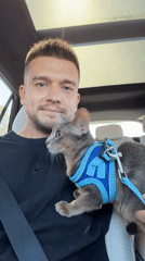 Evening car ride with cat passenger in Los Angeles