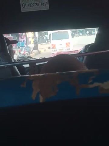 The media file captures a view from inside a vehicle, looking out at a busy street scene. The perspective is from a passenger, with parts of the vehicle's interior visible, including a black surface with a sticker on it and a blue, chipped pole. Through the window, a street is depicted with multiple vehicles, including white vans and a green bus. Numerous people are present, some standing by the roadside, others seemingly boarding or disembarking from vehicles. The scene appears to be a bustling urban environment, likely a marketplace or a transportation hub, given the density of people and vehicles.

The sticker on the interior surface bears text in what appears to be Swahili. It reads "POCHI LA BIASHARA" and below that, a phone number "01155 85704". The overall impression is one of a lively and active day. The lighting suggests it is daytime, possibly mid-morning or afternoon, with no clear indications of weather. The presence of diverse people and commercial activity points towards a location in Kamenu ward, Kenya, as indicated by the context. The angle of the shot and the motion blur in some areas suggest the video was filmed while the vehicle was in motion, contributing to a sense of dynamic movement within the scene.