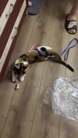 A calico cat wearing a blue harness and leash is on a wooden floor near a piece of furniture. The cat is playing with a pink toy mouse. A pink stick is also on the floor. A person's feet, wearing slippers, are visible in the upper right corner of the frame. A plastic bag is on the floor to the right of the cat. The cat moves around and then curls up.