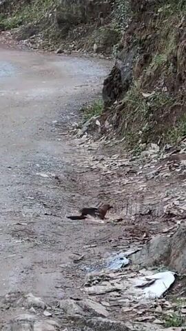 The video shows a medium-sized brown bird with a long tail, possibly a jay, on a dirt road covered with fallen leaves. The bird is pecking at something on the ground near the side of the road, which is bordered by a rocky embankment covered in vegetation. The road itself is a light gray color and winds off into the distance. There's some white trash scattered near the bird.