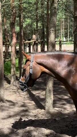 A brown horse with a white blaze on its face stands in a forest clearing, wearing a halter and bridle with a muzzle. The horse is looking to the left, with its head lowered slightly. The ground is covered in dirt and pine needles, and the trees are tall and thin. There is a wooden fence in the background, as well as some other structures that appear to be part of an equestrian facility. The lighting suggests it is daytime, with sunlight filtering through the trees.