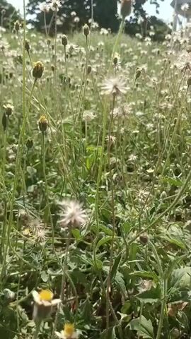 A low-angle, first-person perspective video moves through a field of small, white and yellow wildflowers. The camera pans gently, focusing on the delicate seed heads of some flowers and the unopened buds of others. Sunlight filters through the foliage, creating bright highlights. The background consists of more wildflowers and indistinct trees. The overall impression is of a serene, natural environment.