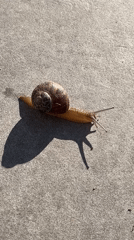 Morning moments captured in Chambœuf: snail, person, pets