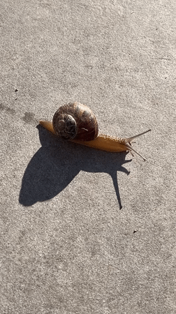 Morning moments captured in Chambœuf: snail, person, pets