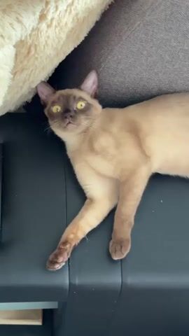 A tan cat with dark brown points lies on a dark surface, possibly a couch or bed. The cat's eyes are wide and yellow. A person's hand enters the frame and begins to gently scratch the cat's neck. The cat appears to enjoy the scratching, leaning into it and closing its eyes. The hand continues to scratch, and the cat rolls onto its back, exposing its belly. The video ends with the cat looking up at the camera.
