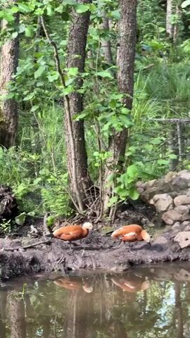 Two ruddy shelducks stand at the edge of a murky pond in a wooded area. The ducks are an orangish-brown color with white heads. One duck is facing left and appears to be drinking from the pond, while the other duck is facing right and is also drinking from the pond. The water is still and reflects the surrounding trees and vegetation. The ground around the pond is muddy and covered in fallen leaves. There is a pile of rocks to the right of the ducks. The trees are tall and leafy, and the sun is shining through the leaves, creating dappled light. The overall impression is one of a peaceful, natural scene.