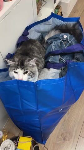 A video shows a silver and white tabby cat sitting in a large, blue Ikea shopping bag, partially filled with clothing including a blue denim jacket. The bag is sitting on a wooden floor. The cat's head moves around as it looks at the contents of the bag. The top of a white cabinet can be seen in the background.