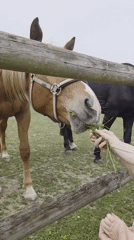 Person feeds horses through fence in Ravensburg pasture