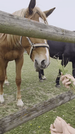 Person feeds horses through fence in Ravensburg pasture
