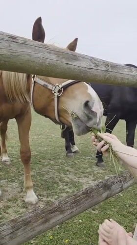 Person feeds horses through fence in Ravensburg pasture