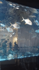 Shoppers observe marine life at Kyiv mall aquarium