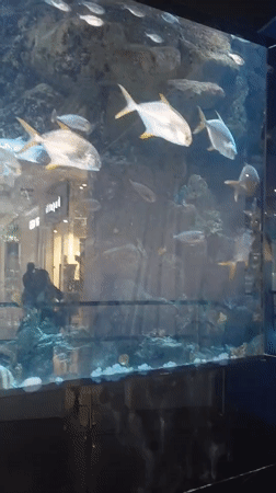 Shoppers observe marine life at Kyiv mall aquarium