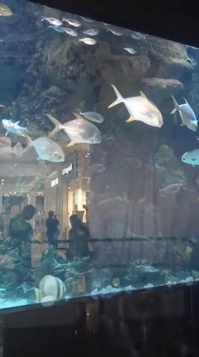 Shoppers observe marine life at Kyiv mall aquarium