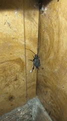 Cricket with egg-like protrusions clings to wooden wall in Russia