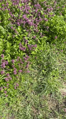 Spring farming activity documented in rural Bulgaria countryside