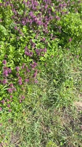 Spring farming activity documented in rural Bulgaria countryside
