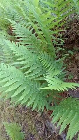 This video shows a close-up view of green ferns growing along a moss-covered stone wall. The camera pans slowly from right to left, showcasing the lush foliage and the textured stonework. The ferns are dense and vibrant, with individual fronds clearly visible. The stone wall appears old and weathered, with patches of moss growing over its surface. The environment seems natural and outdoors, with hints of a path or road visible on the left side of the frame. The lighting suggests it is daytime, possibly overcast, as the light is diffused and there are no harsh shadows. There are no people or animals visible in the video.