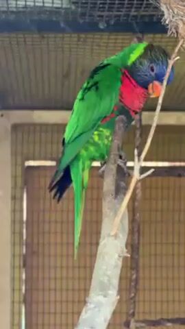 In an indoor enclosure, a colorful parrot perches on a branch. The bird has predominantly green plumage, with red and blue markings on its head and chest. It rests on the branch, its head slightly bowed. The cage, constructed from a wire mesh, is visible in the background.