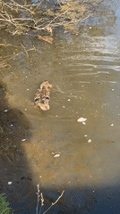 Family enjoys afternoon by duck pond in Chaikovsky, Russia