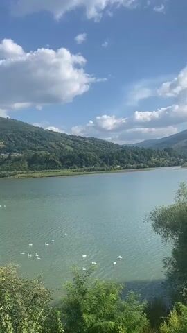 A serene lake is bordered by lush green hills under a bright blue sky dotted with fluffy white clouds. Several white swans are visible swimming in the calm water. The foreground is filled with verdant foliage and trees, adding to the natural beauty of the scene. The camera slowly pans across the landscape, offering a panoramic view of this picturesque natural environment.