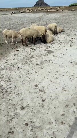 The video shows a flock of sheep grazing on a muddy plain. In the background, Mont Saint-Michel, a tidal island commune in Normandy, France, rises from the sea. The sky is cloudy. A few people can be seen in the distance. The sheep appear calm and are gathered in small groups, some grazing and others resting. The overall scene depicts a rural landscape with a historic landmark.