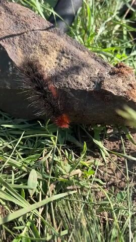 A fuzzy black caterpillar with red markings moves slowly under a rough, brown rock. The caterpillar is on a patch of green grass and dry dirt. Sunlight illuminates the scene.