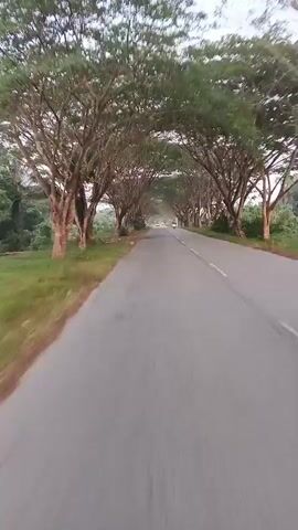 The video shows a view from a moving vehicle on a paved road that is lined on both sides with trees, creating a natural tunnel effect. The trees have full green canopies and appear to be mature. The road is a light gray asphalt and has a white line marking the right lane. The scene is somewhat hazy in the distance, suggesting it might be early morning or late afternoon. In the distance, a single motorcycle is visible on the road, traveling in the same direction as the camera. The surroundings outside the tree line are green and suggest a rural or suburban environment.