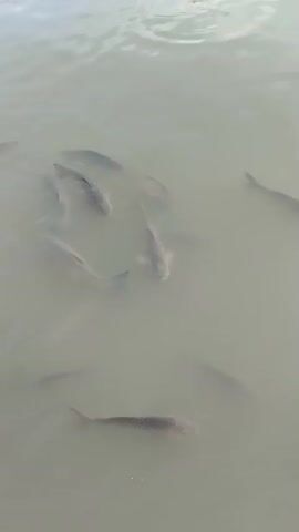 The video shows a school of fish swimming in murky water. The fish are of various sizes and appear to be moving in the same direction. The water is calm with some ripples on the surface. The lighting suggests it is daytime.