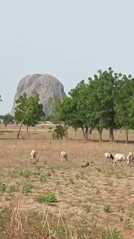The video presents a sparsely vegetated, dry, rural landscape with a distinctive rock formation in the background. Scattered across the dry, brown field are patches of green vegetation and a few trees offering limited shade. Several sheep graze on the sparse vegetation in the field. The sky is overcast. The camera appears to be moving through the field, possibly from a moving vehicle, evident from the changing perspective and the blurring of foreground elements.