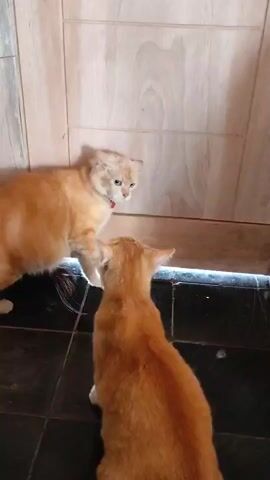 The video shows two orange cats facing each other in front of a wooden door. The cat on the left is standing and looking at the other cat, which is sitting down. Both cats are facing the doorway, which has a dark tiled floor. The cat on the left has a red collar.