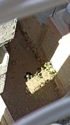 The camera pans down to a small outdoor area.  The area is bounded by concrete walls on three sides. There is soil on the ground, with some small plants growing near the bottom right corner of the frame. There is a small, shallow metal dish in the upper left. Several magpies are standing on the ground.