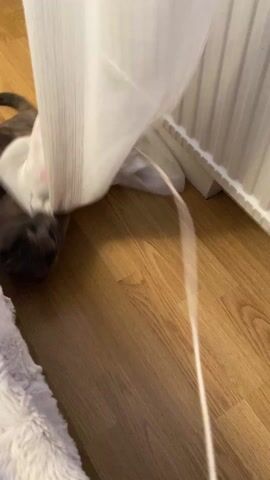 The video shows a tortoiseshell cat lying on a wooden floor, playing with a toy mouse attached to a string. The cat is lying next to a radiator and a white curtain. The cat is batting at the mouse with its paws.