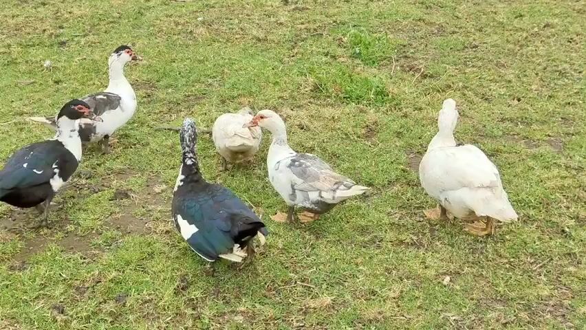 A group of seven ducks are gathered on a grassy, uneven terrain. The ducks display a variety of plumage, including white, black, and mottled grey patterns. Some ducks are facing the camera, while others are looking away or interacting with each other. One duck in the foreground is facing left, with its back to the camera, and appears to be walking. Another duck, mostly white with grey markings, is standing to the right and slightly forward of the first duck, also facing left. To the far right, a white duck is standing and facing left. In the background, a white duck is facing left, and two other ducks, one mostly black and white and another predominantly white, are also visible. The ground is covered in green grass with patches of bare earth.